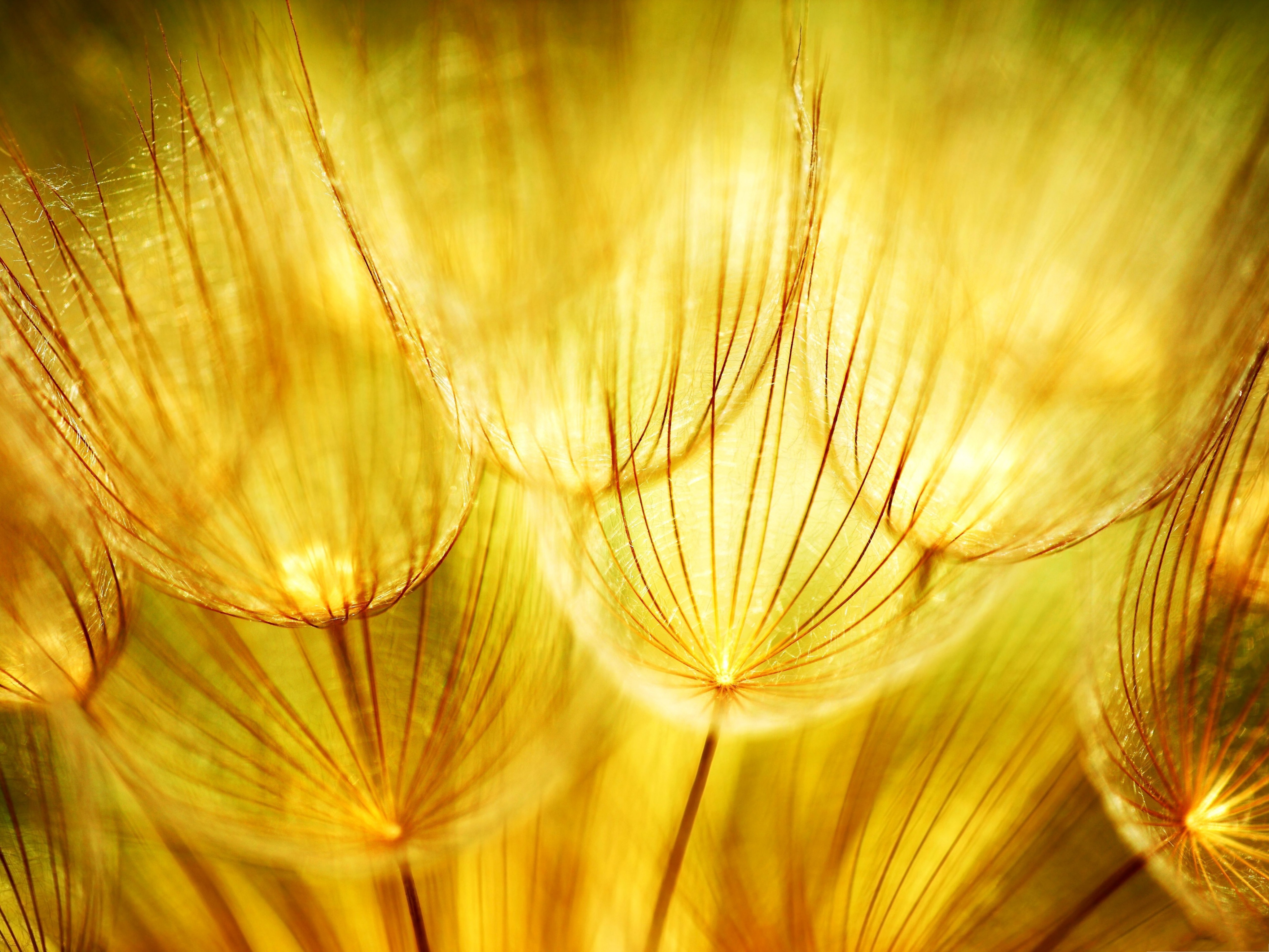 decent wallpapers,yellow,nature,orange,light,close up