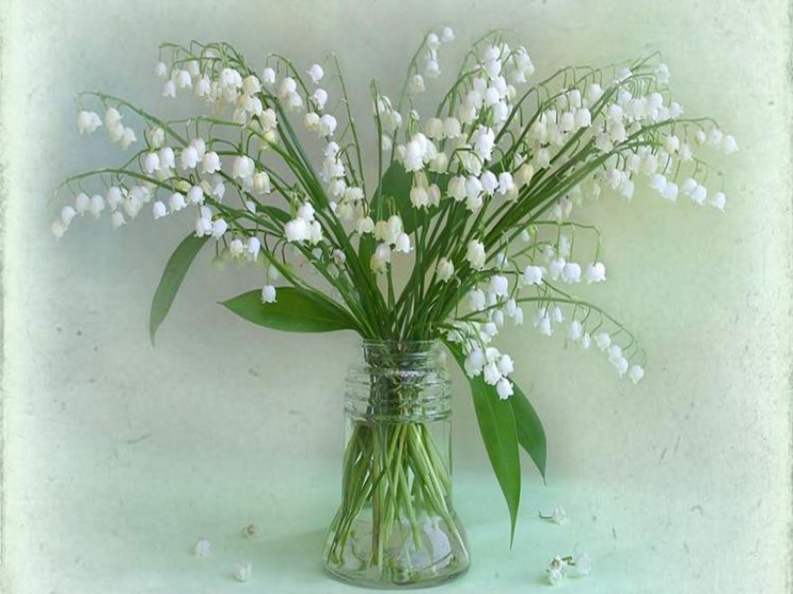 decent wallpapers,flower,plant,lily of the valley,bouquet,flowering plant