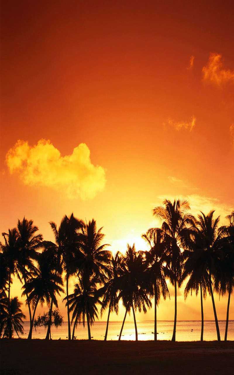free wallpaper for phone,sky,nature,tree,sunset,palm tree