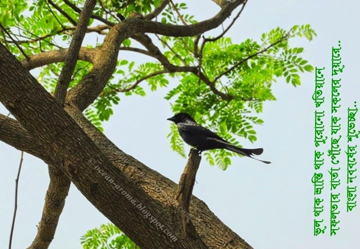 download di sfondi bangla kobita,uccello,albero,pianta,ramoscello,coraciiformes