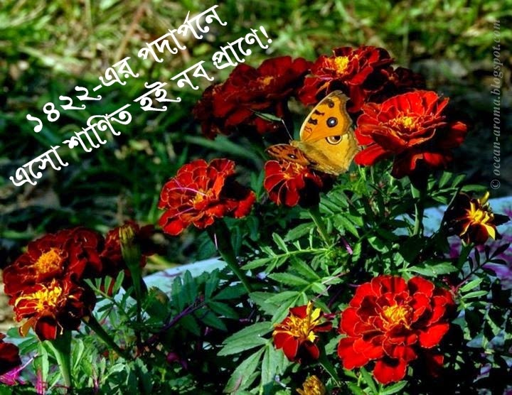 벵골어 코 비타 배경 화면 다운로드,꽃,식물,꽃 피는 식물,꽃잎,야생화