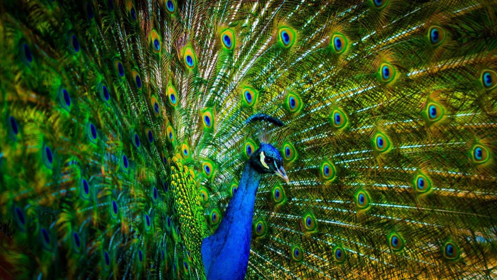 peacock hd wallpaper fullscreen fresh images,peafowl,feather,blue,bird,green