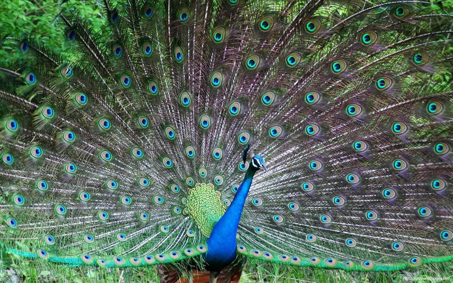 peacock hd wallpaper fullscreen fresh images,peafowl,bird,feather,galliformes,phasianidae
