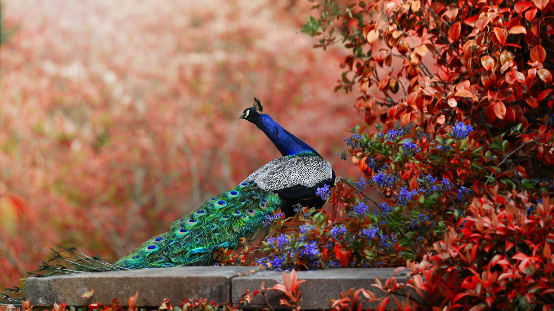 pavo real fondo de pantalla hd pantalla completa imágenes frescas,pavo real,pájaro,hoja,árbol,otoño