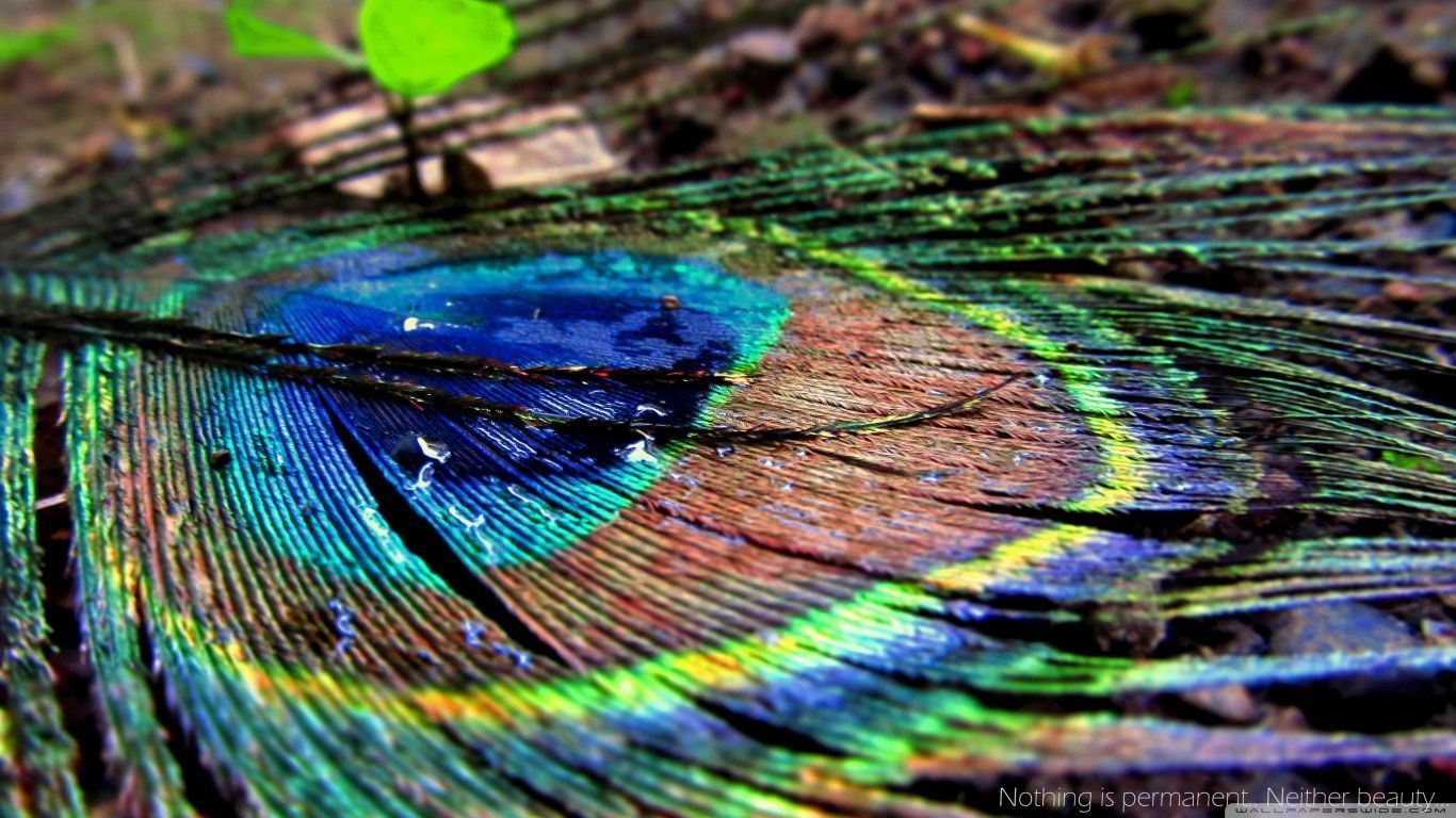 peacock hd wallpaper fullscreen fresh images,feather,close up,colorfulness,fashion accessory,peafowl