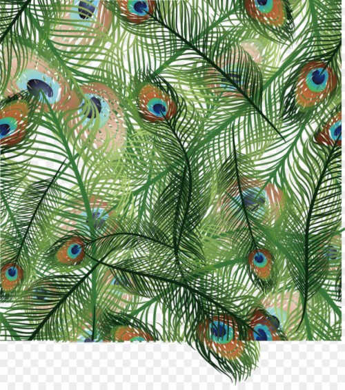 peacock hd wallpaper fullscreen fresh images,white pine,feather,oregon pine,peafowl,tree