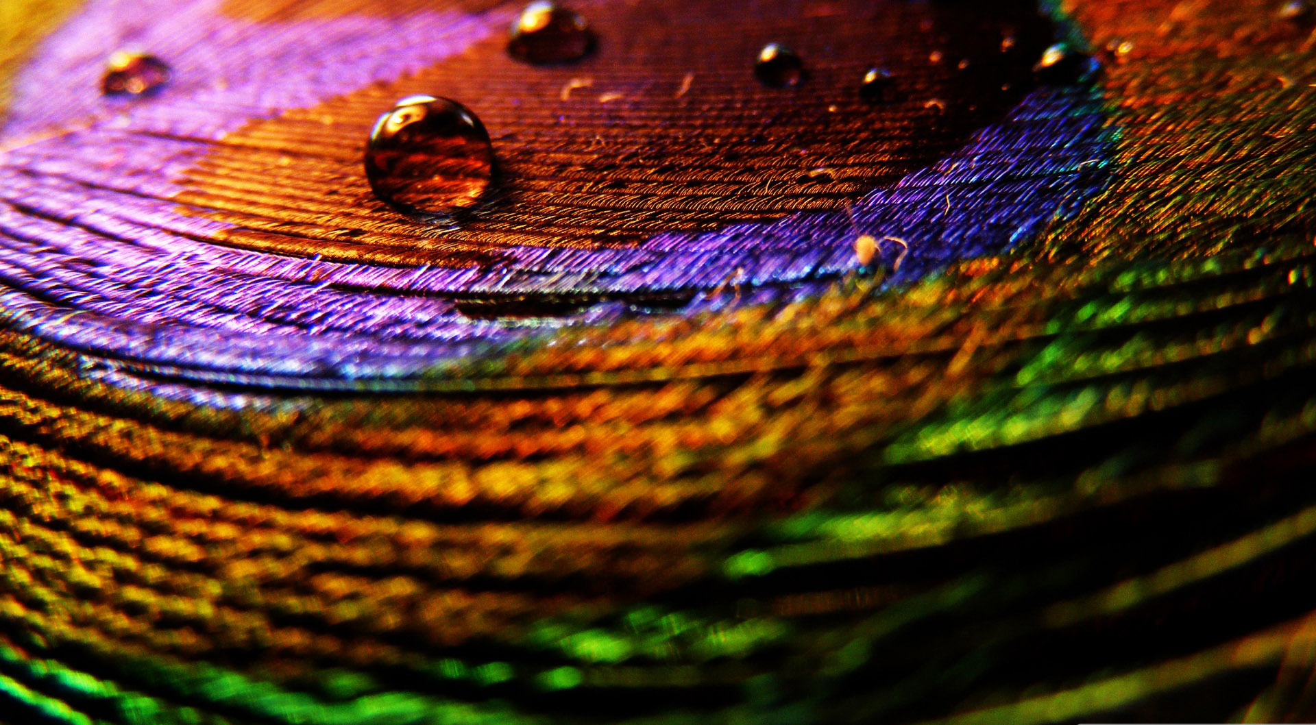 peacock hd wallpaper fullscreen fresh images,green,water,blue,purple,feather