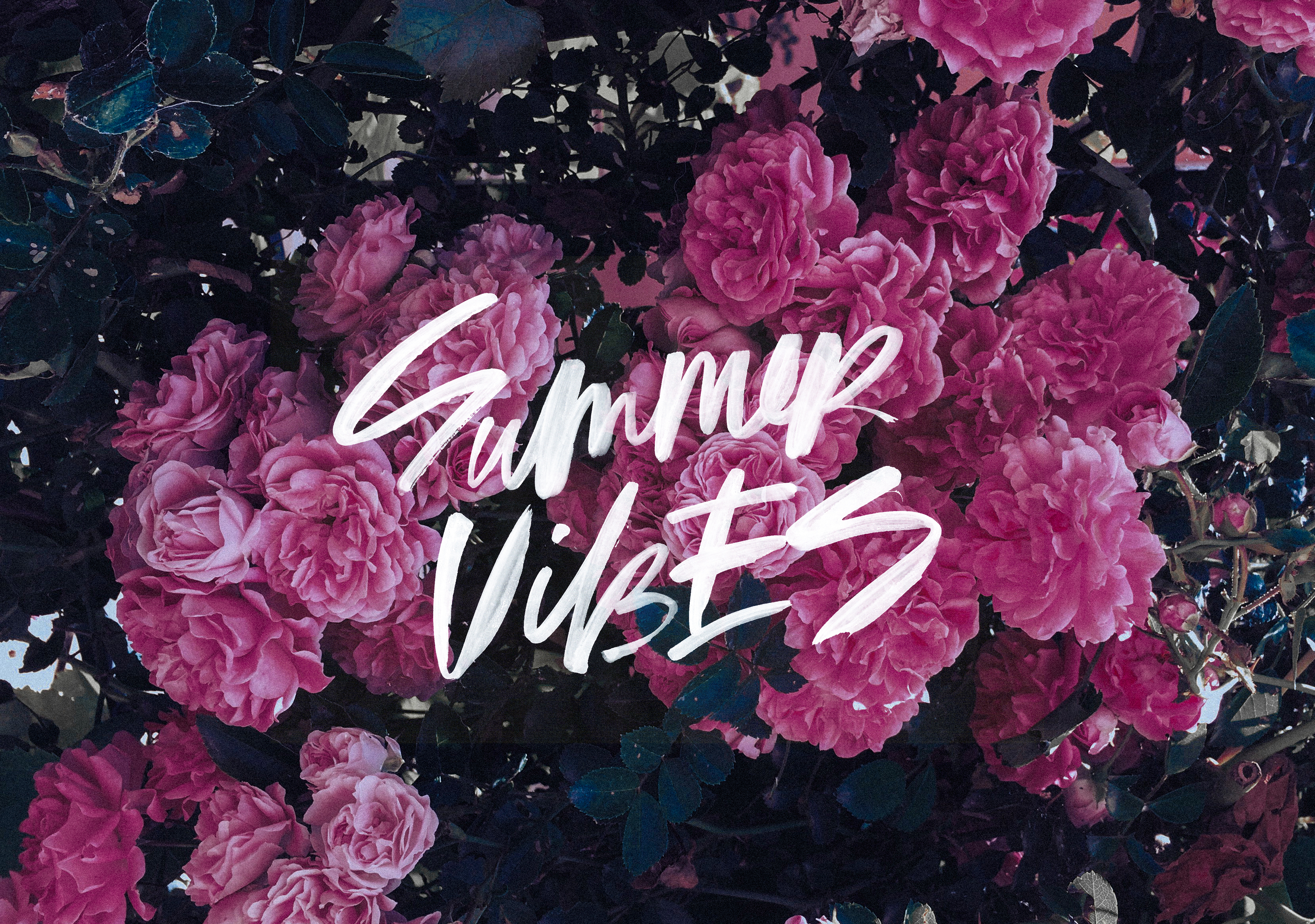 vibes wallpaper,pink,font,text,garden roses,flower