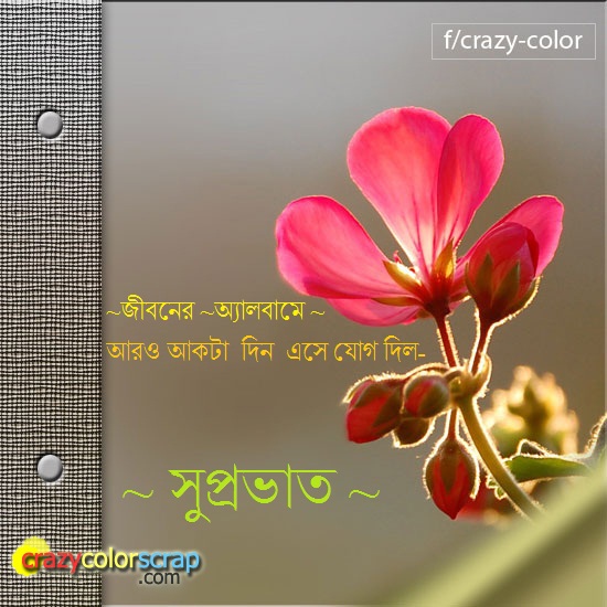 bangla kobita wallpaper herunterladen,blume,blütenblatt,text,pflanze,rosa