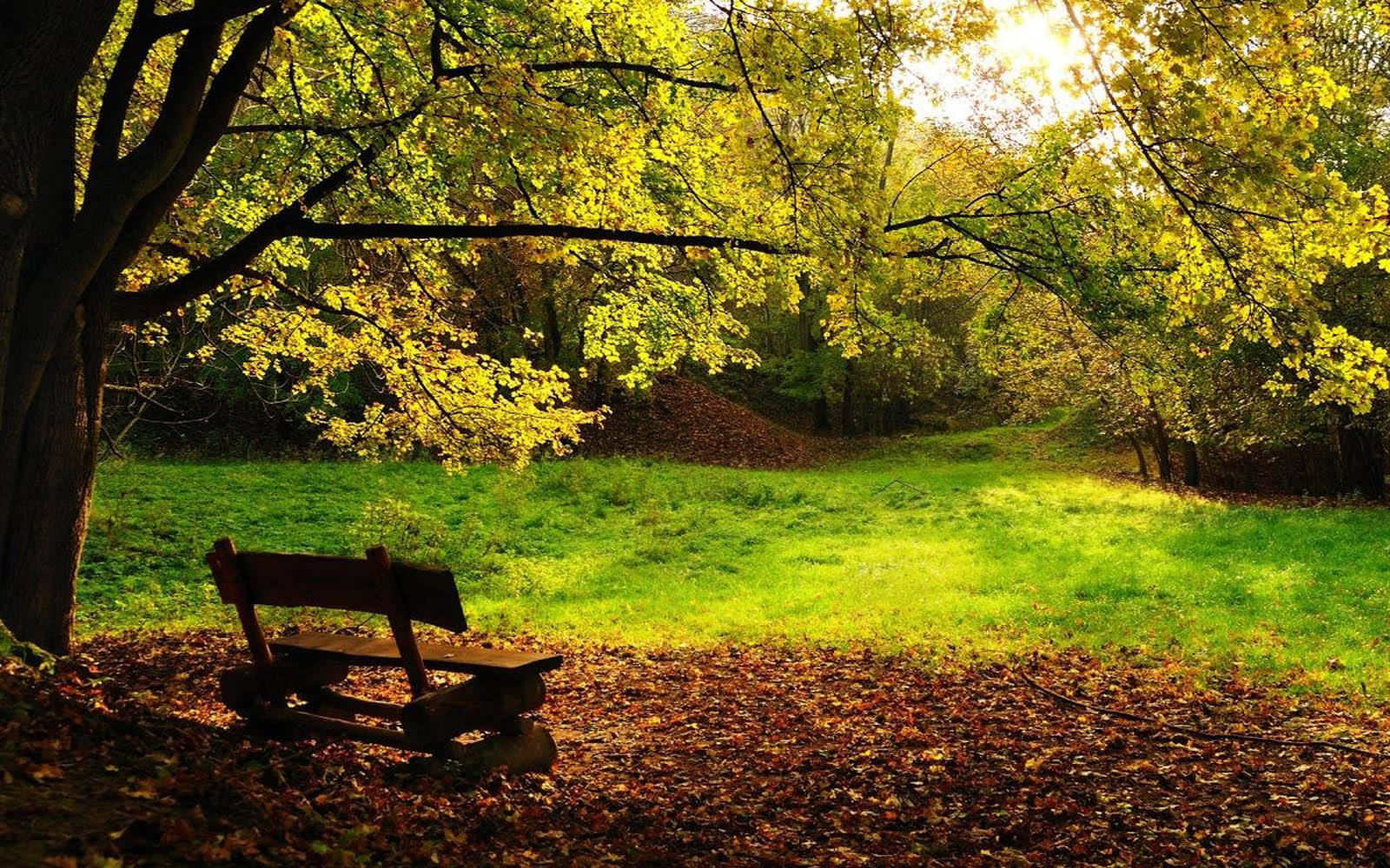fondo de pantalla pacífico,paisaje natural,árbol,naturaleza,hoja,banco