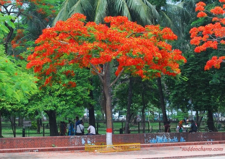bangla kobita wallpaper download,tree,flowering plant,plant,flower,woody plant