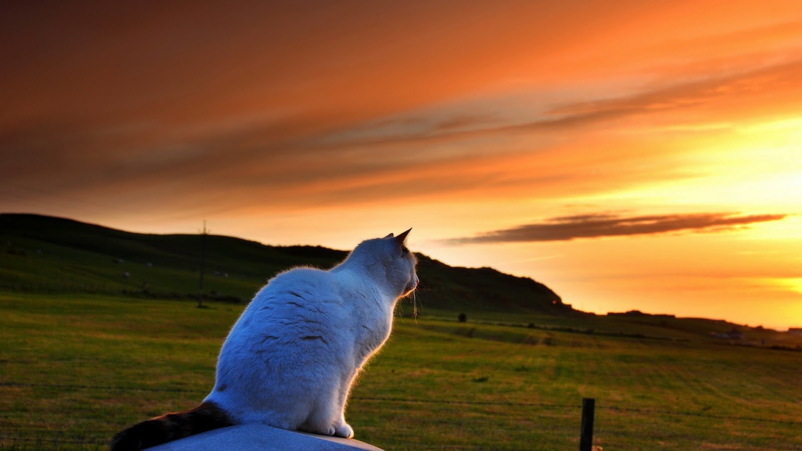 wallpaper ganas,sky,evening,canidae,atmosphere,cloud