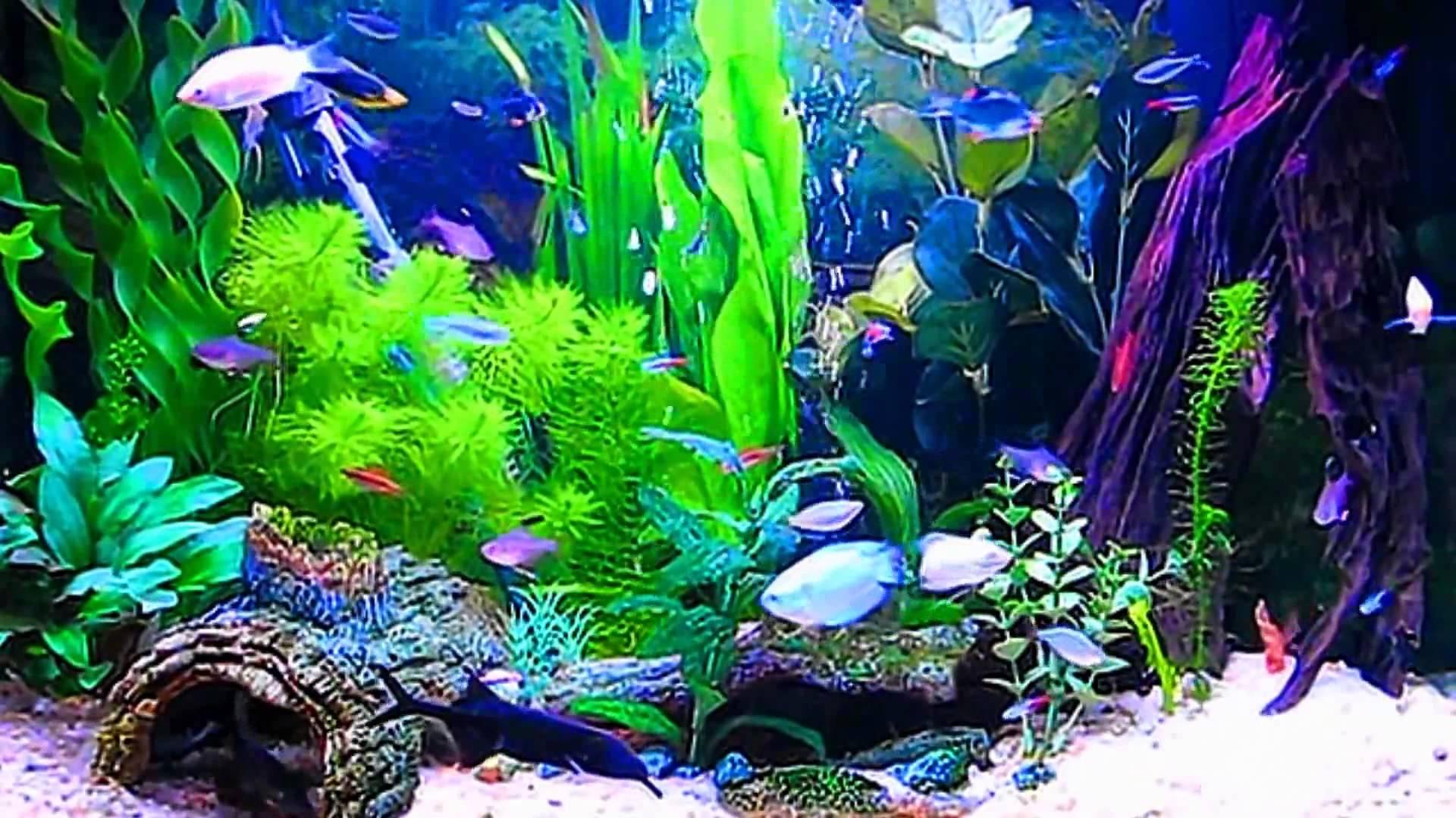 wallpaper aquario,freshwater aquarium,aquarium decor,aquarium,aquatic plant,marine biology
