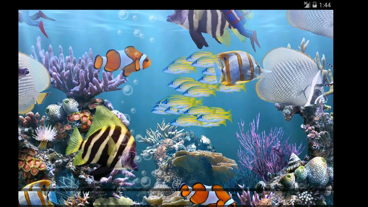 벽지 수족관,산호초,암초,수중,산호초 물고기,물고기