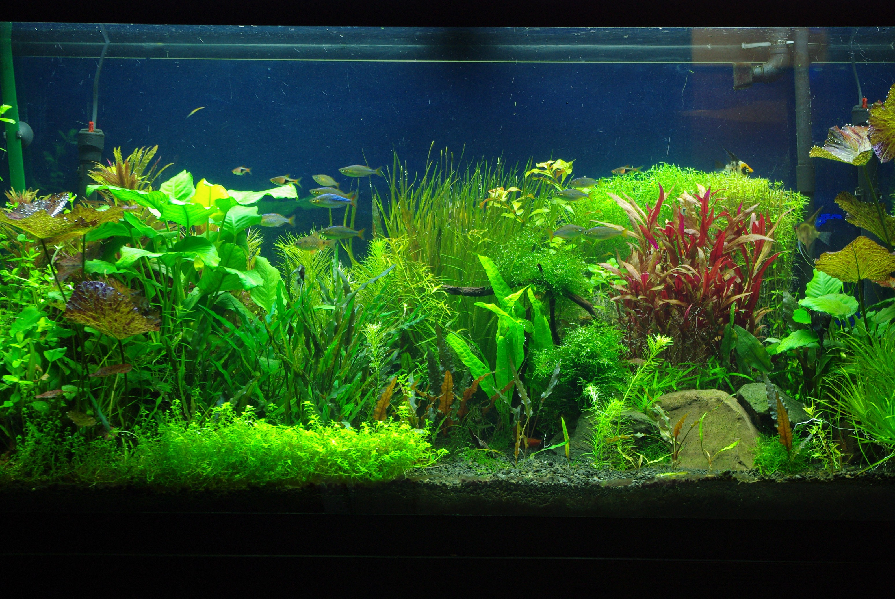 wallpaper aquario,freshwater aquarium,aquarium decor,aquarium,vegetation,aquarium lighting