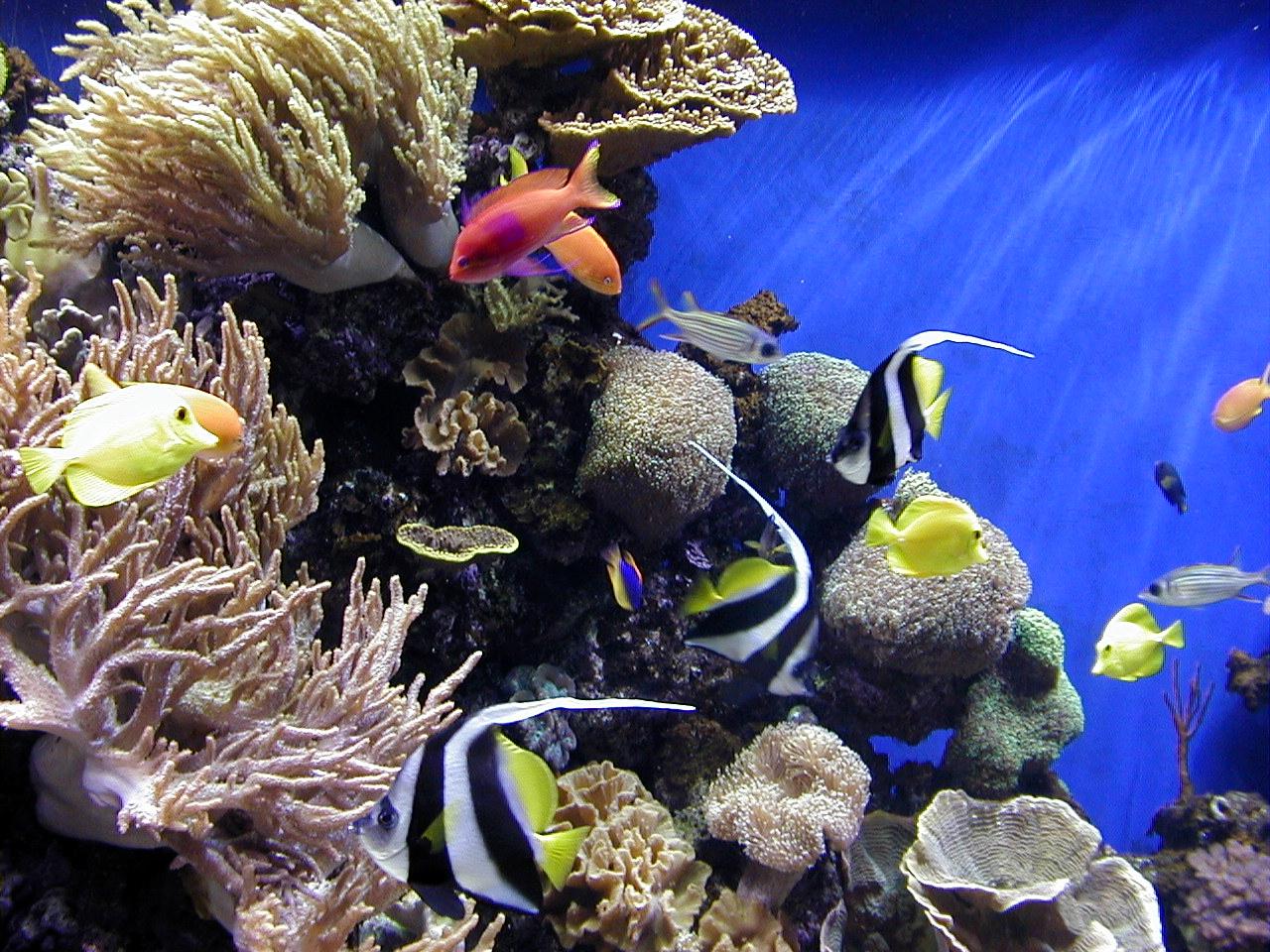 fondo de pantalla aquario,arrecife,arrecife de coral,biología marina,coral pedregoso,peces de arrecife de coral