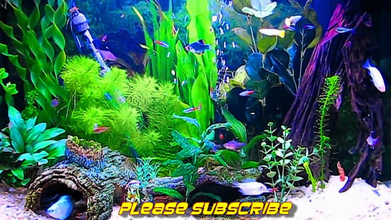 wallpaper aquario,aquarium decor,freshwater aquarium,aquarium,aquatic plant,aquarium lighting