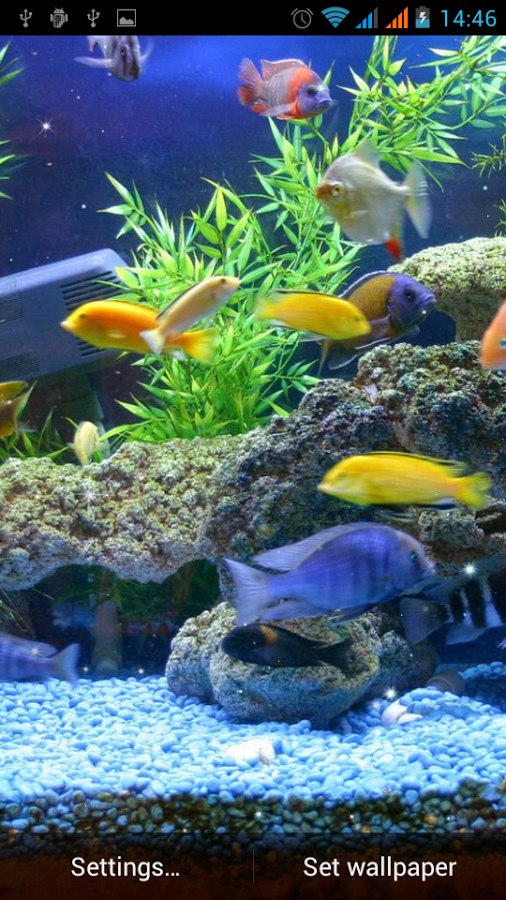 wallpaper aquario,freshwater aquarium,aquarium decor,aquarium,fish,goldfish