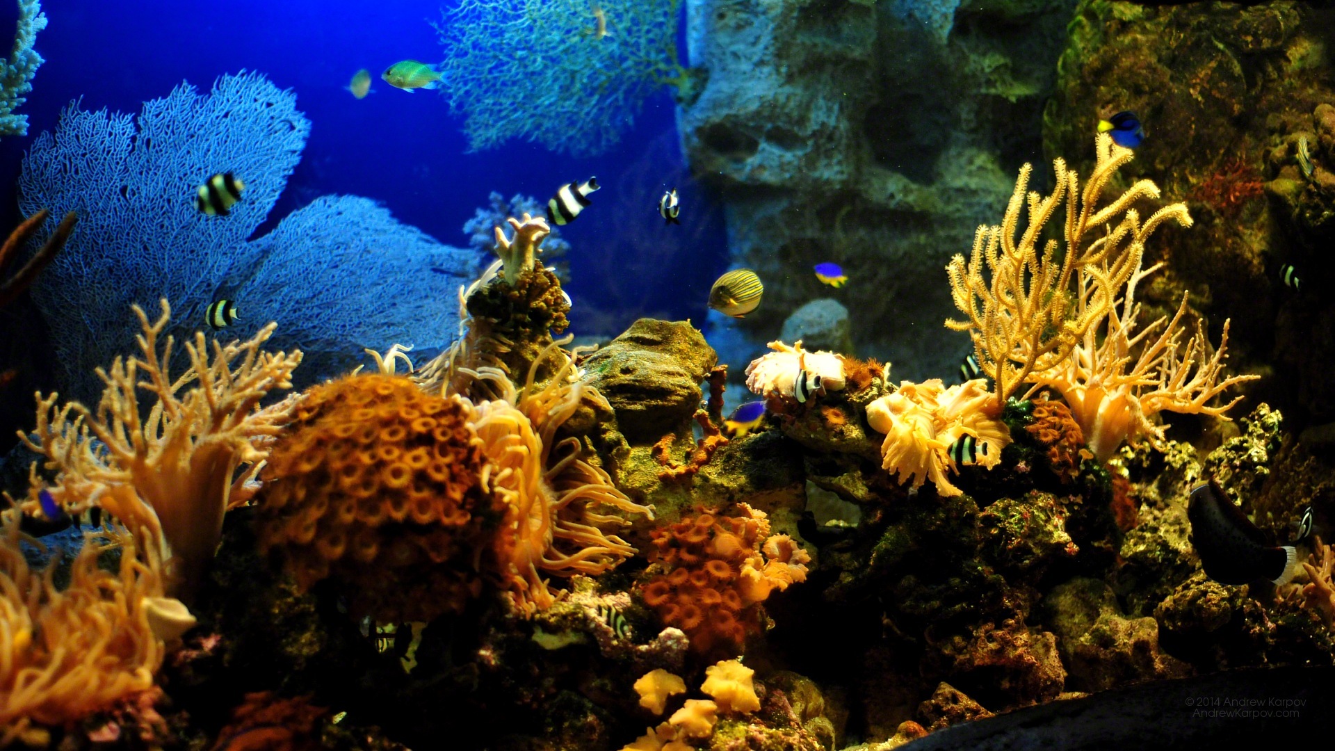 動く魚の壁紙 サンゴ礁 リーフ 海洋生物学 石サンゴ 水族館 1084 Wallpaperuse