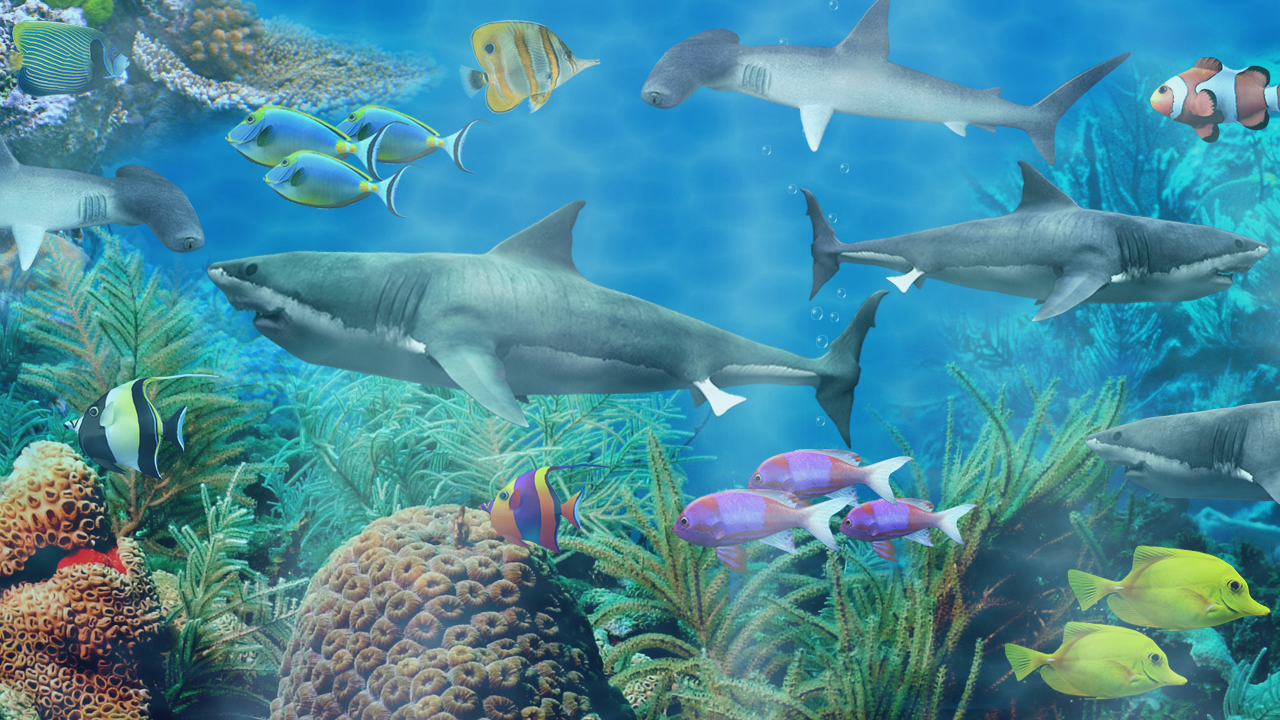 wallpaper aquario,fish,marine biology,underwater,shark,cartilaginous fish
