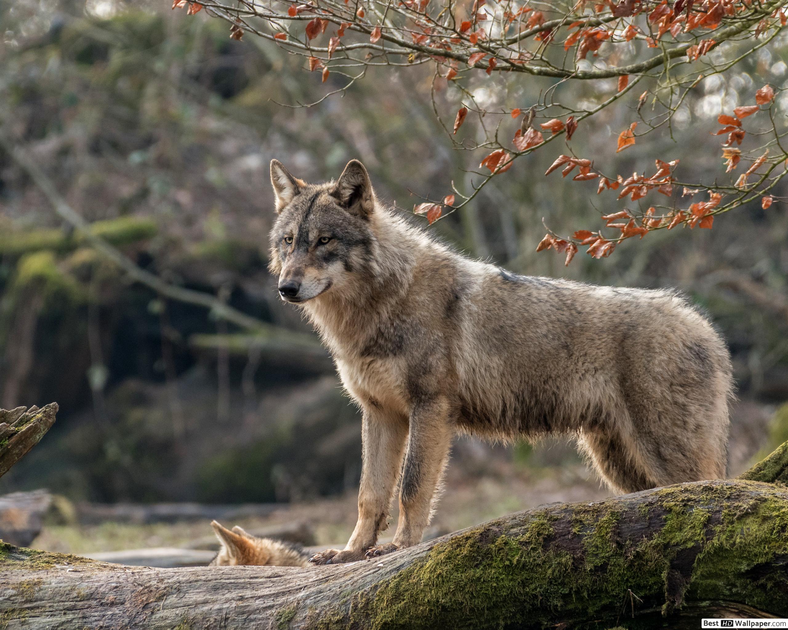 carta da parati lupo,natura,lupo,coyote,canis lupus tundrarum,lupo rosso