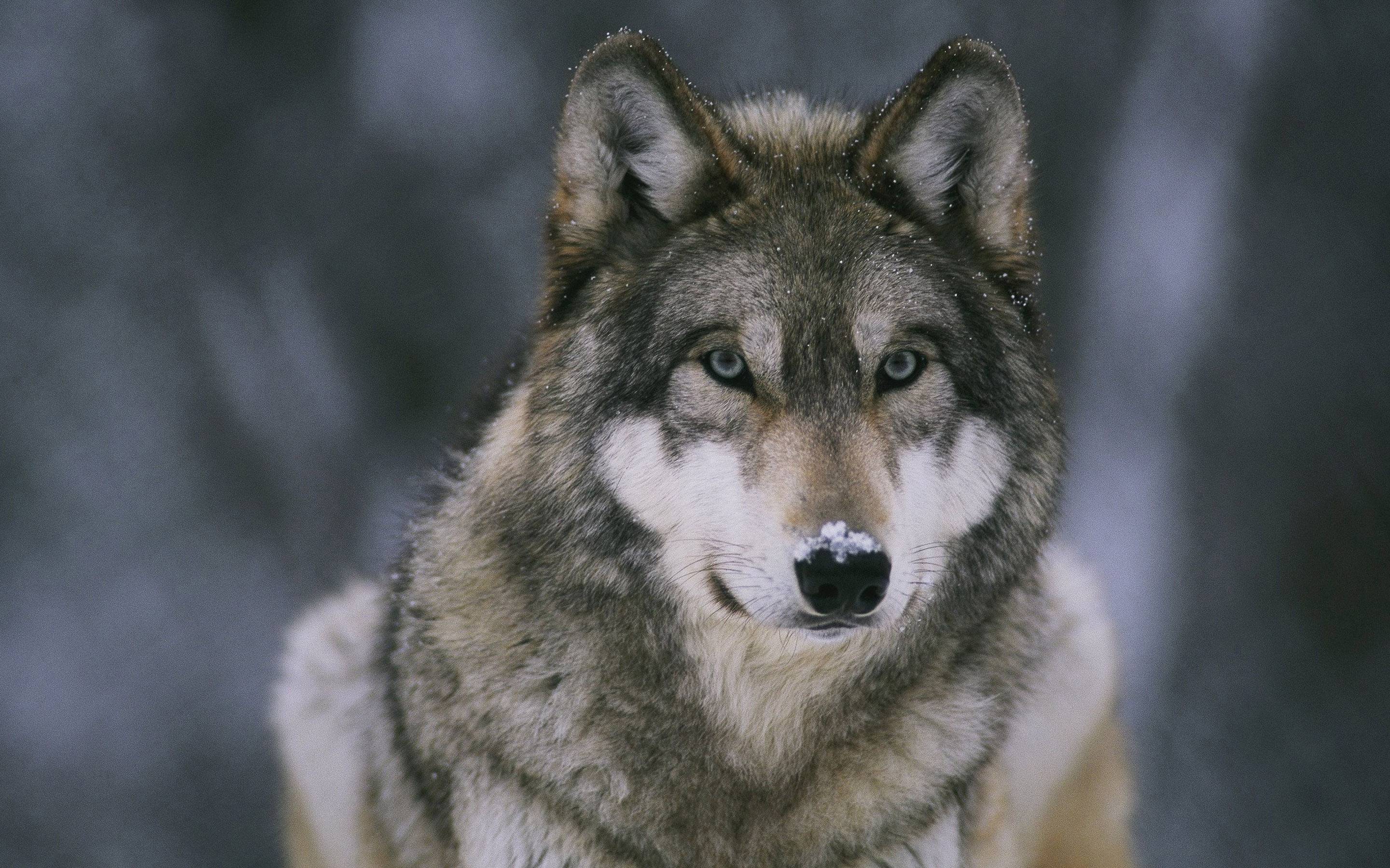 fondo de pantalla de lupo,lobo,perro,perro lobo checoslovaco,perro lobo saarloos,perro lobo