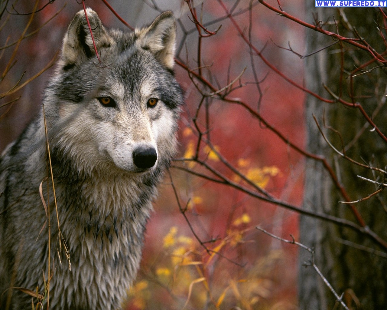 carta da parati lupo,lupo,natura,natura,canis lupus tundrarum,lupo rosso