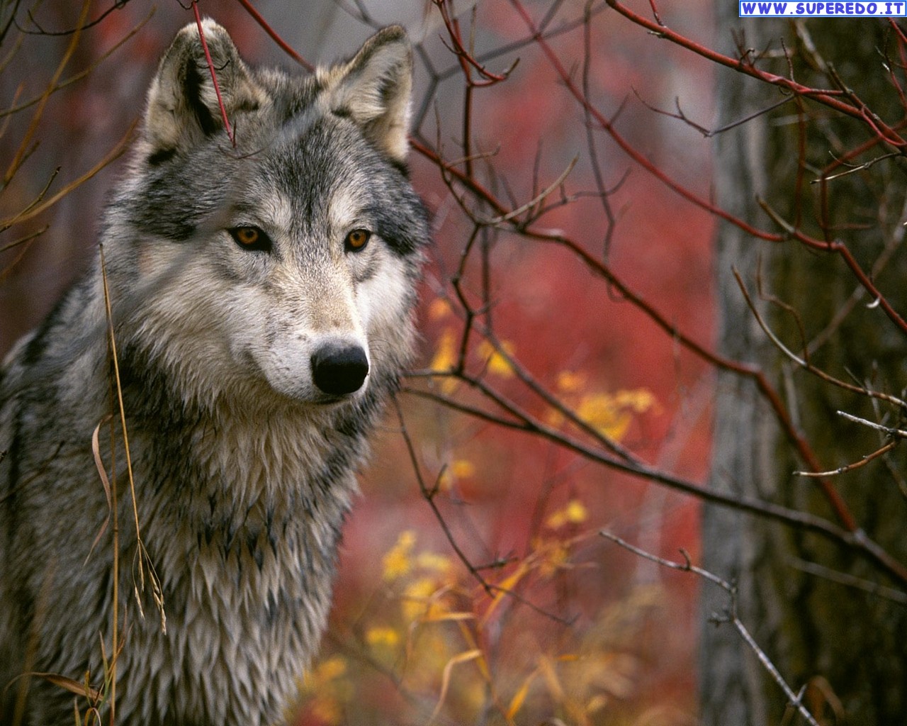 lupo wallpaper,mammal,vertebrate,wolf,wildlife,canidae