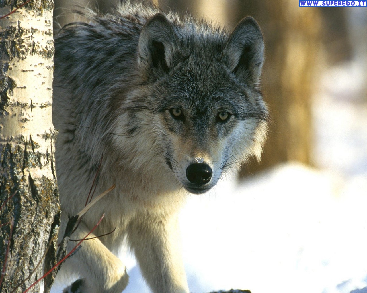 carta da parati lupo,lupo,natura,canis lupus tundrarum,grugno,coyote