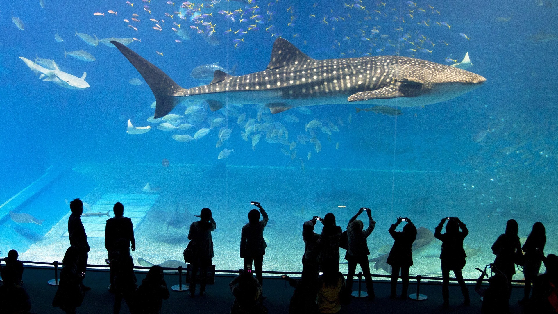 fondo de pantalla aquario,tiburón ballena,pez,tiburón,pez cartilaginoso,pez