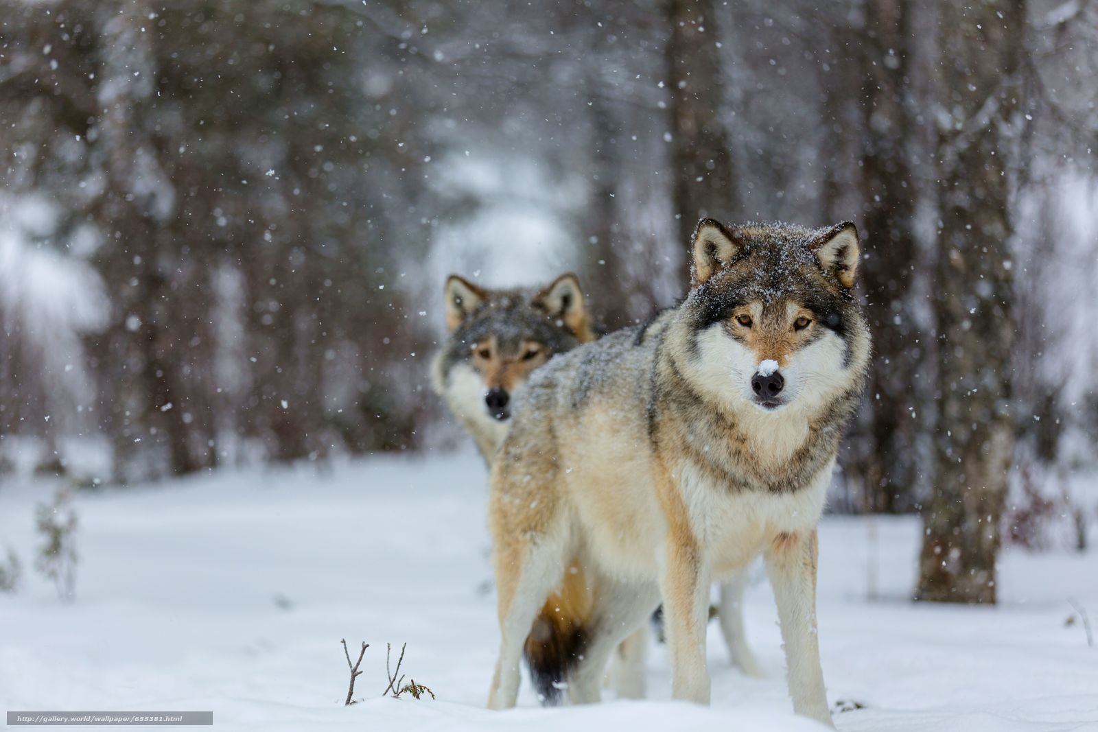 fondo de pantalla de lupo,lobo,fauna silvestre,perro,perro lobo,canis lupus tundrarum