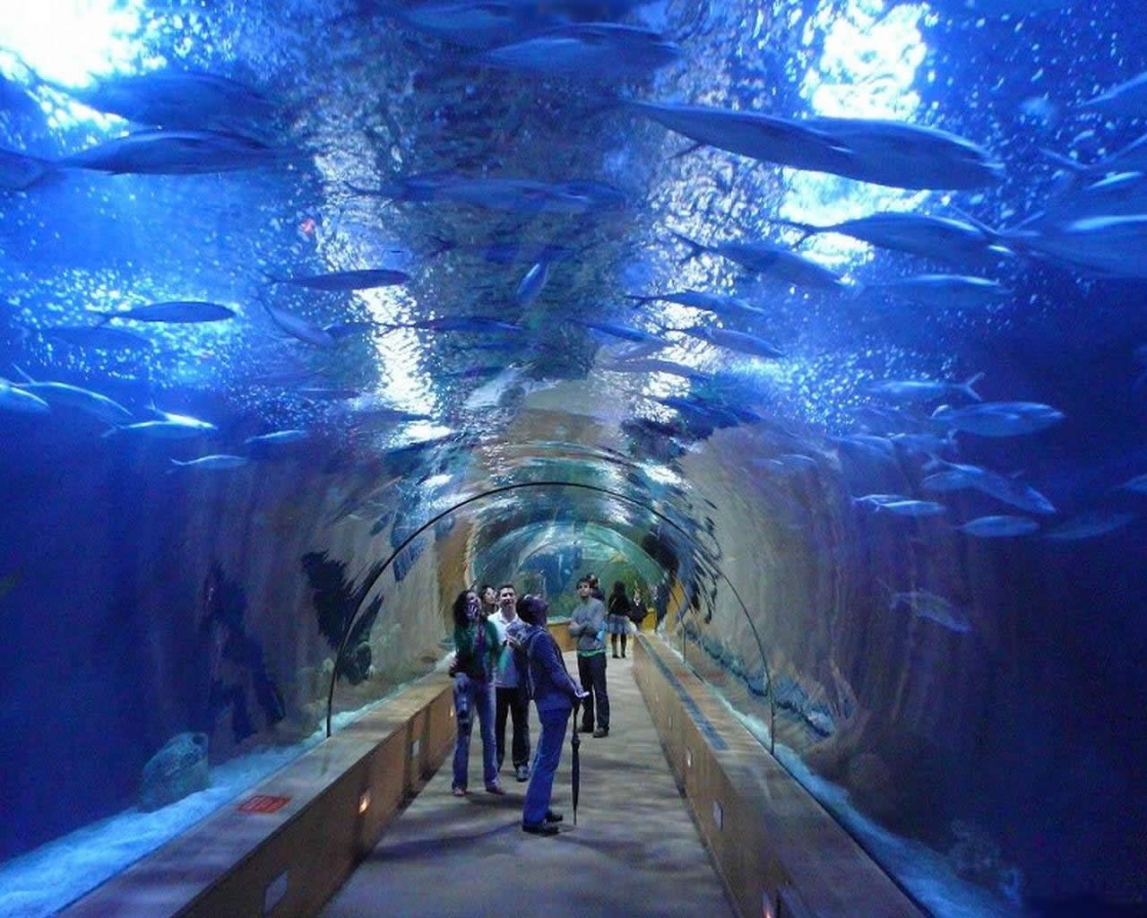 壁紙aquario,水族館,トンネル,水中,世界,観光の名所