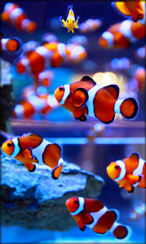 fondo de pantalla aquario,pez,pomacentridae,pez anémona,pez payaso,pez