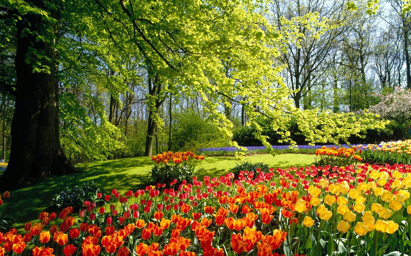 carta da parati natura 1600x1200,paesaggio naturale,natura,giardino,fiore,giardino botanico