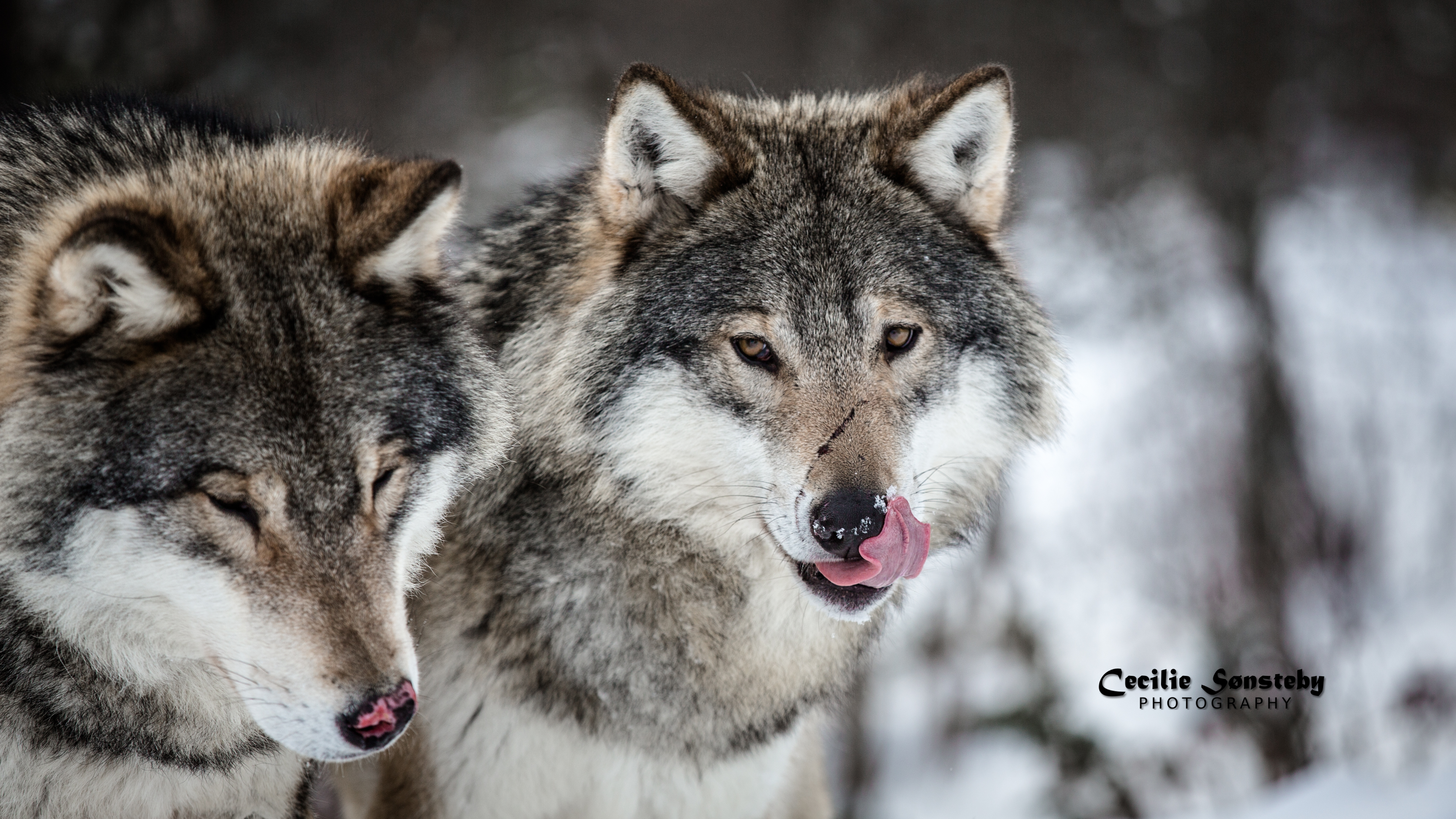 fondo de pantalla de lupo,lobo,fauna silvestre,canis lupus tundrarum,perro lobo,perro lobo saarloos