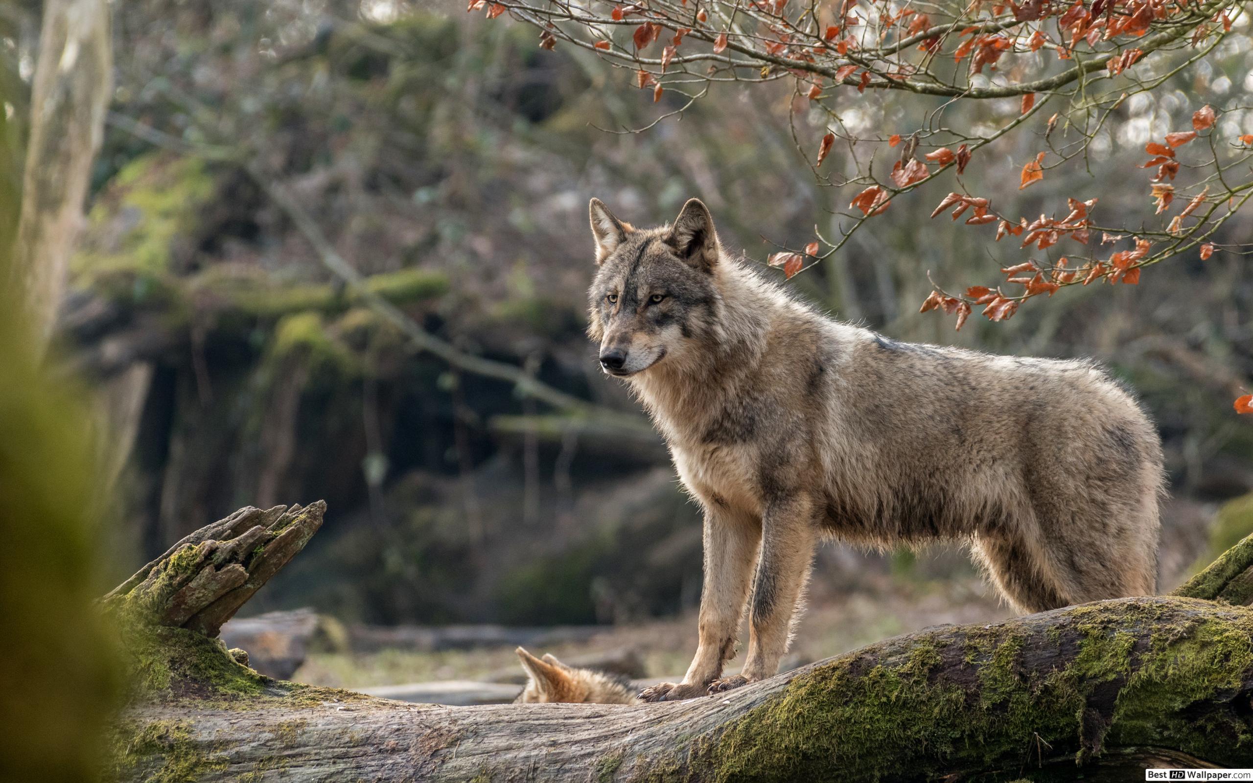 fond d'écran lupo,faune,loup,coyote,canis lupus tundrarum,loup rouge