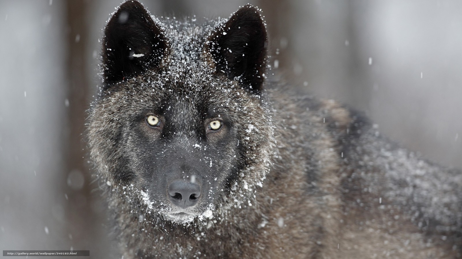 lupo wallpaper,mammal,vertebrate,canidae,dog,norwegian elkhound