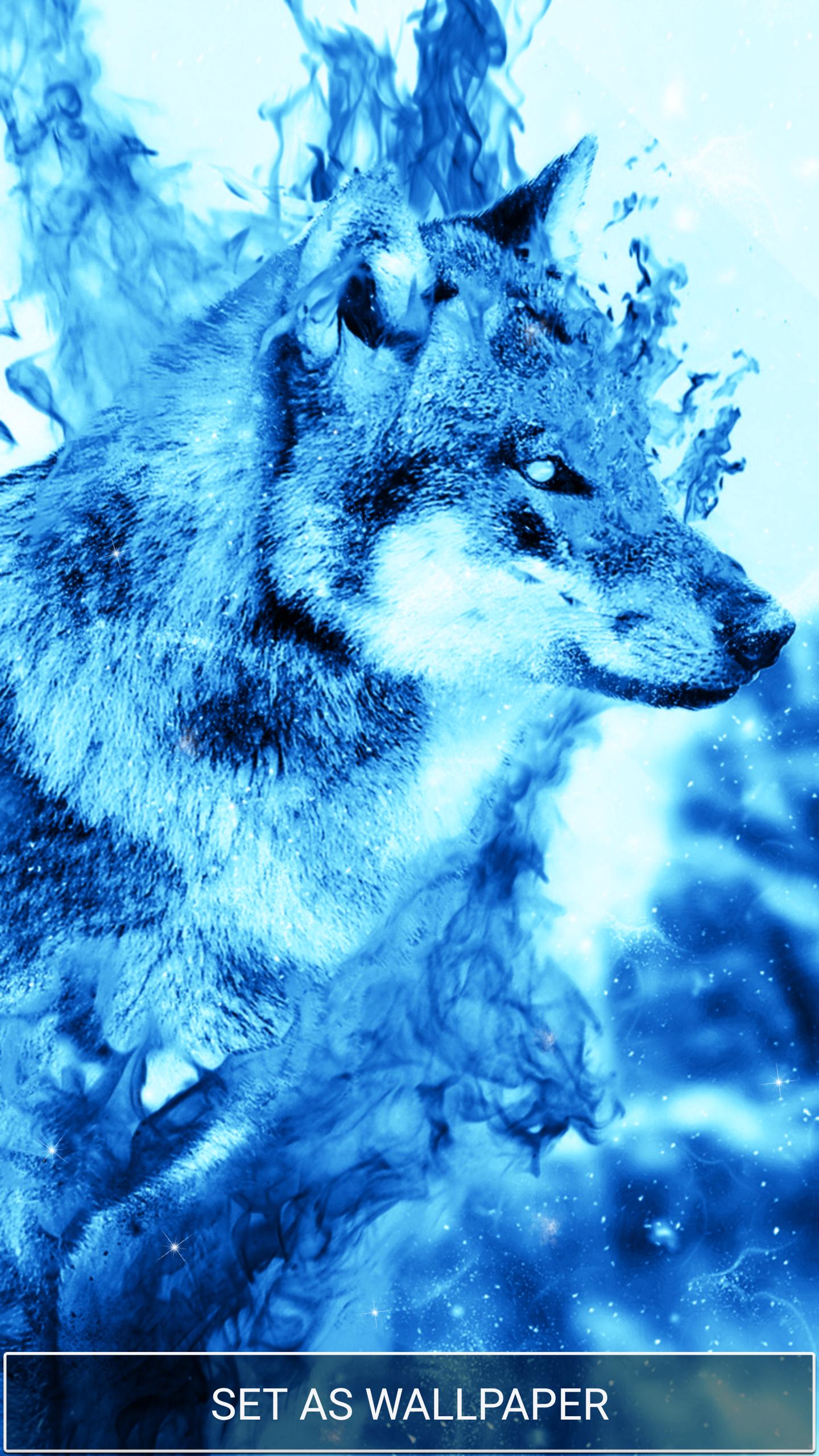 fond d'écran lupo,bleu,loup,faune,museau,illustration