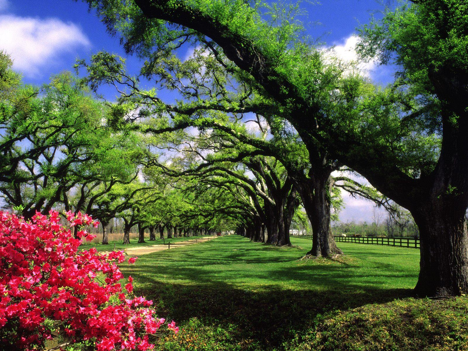 fondos de pantalla naturaleza 1600x1200,paisaje natural,naturaleza,árbol,jardín,primavera