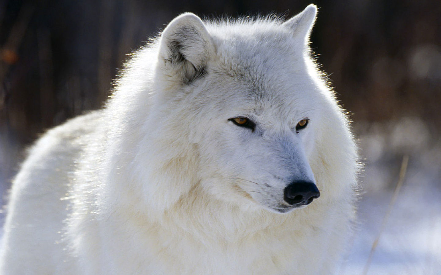 fondo de pantalla de lupo,canis lupus tundrarum,fauna silvestre,lobo,hocico,ártico
