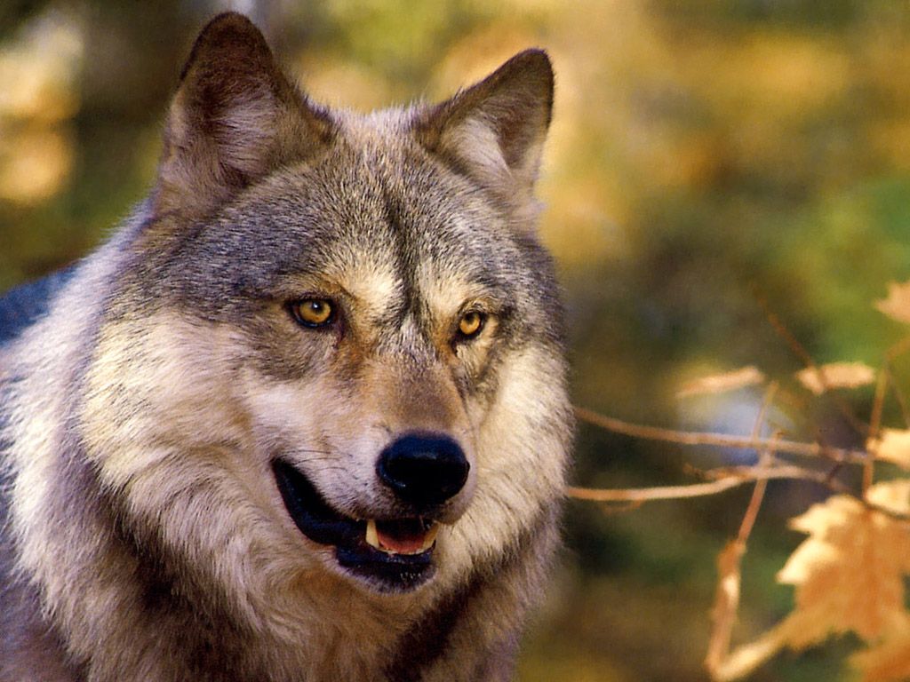 fondo de pantalla de lupo,lobo,fauna silvestre,canis lupus tundrarum,perro lobo saarloos,perro lobo