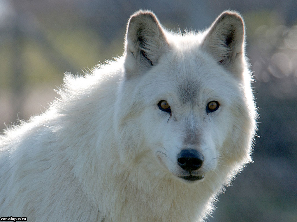 fondo de pantalla de lupo,canis lupus tundrarum,perro,lobo,fauna silvestre,perro de groenlandia