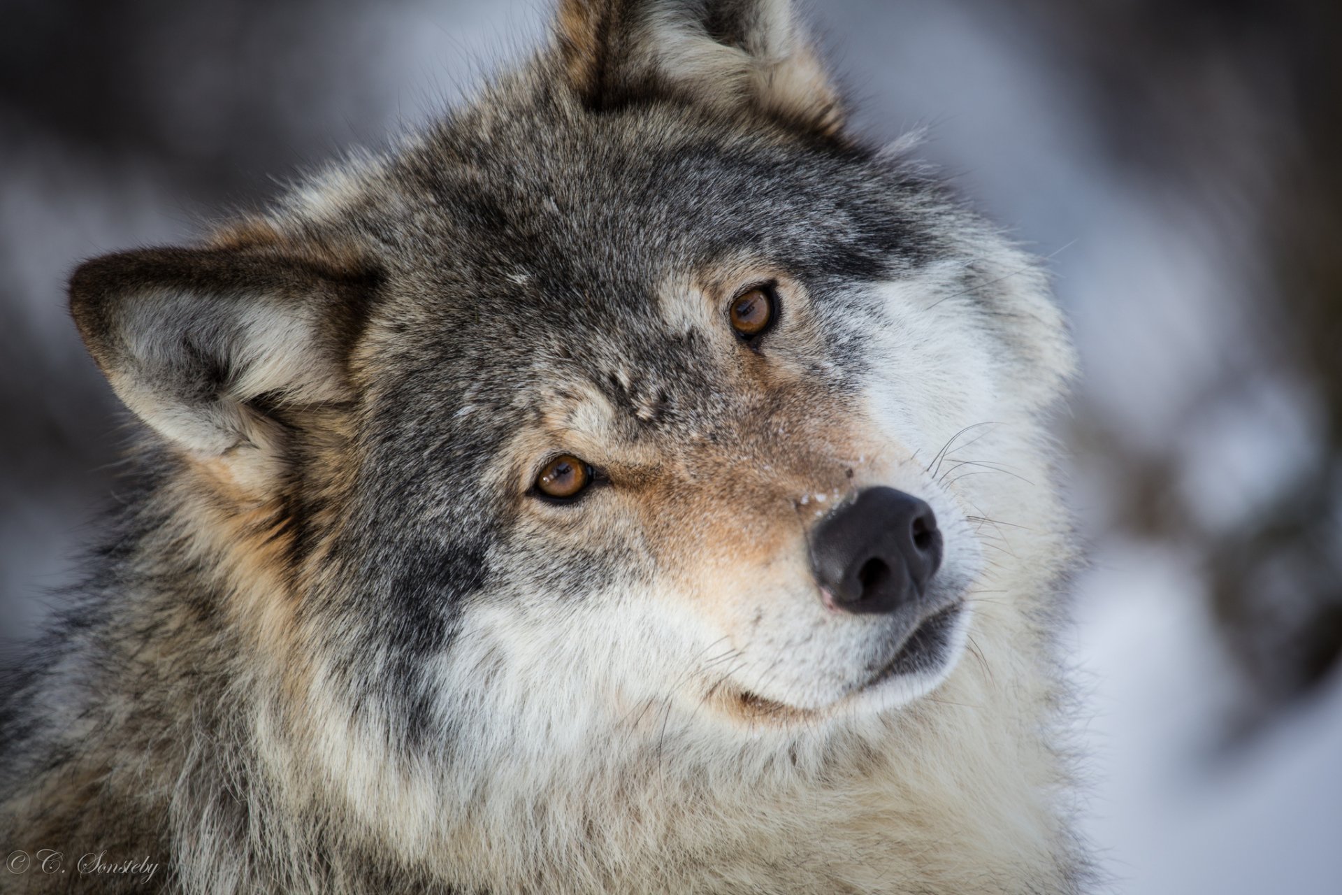 fond d'écran lupo,loup,faune,canis lupus tundrarum,chien loup saarloos,coyote