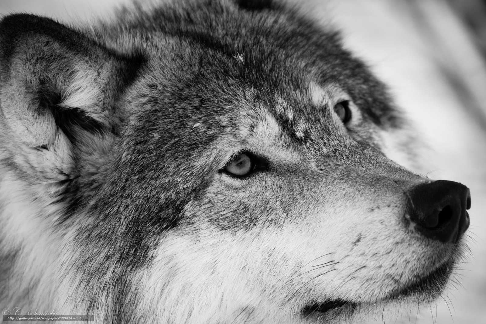 fondo de pantalla de lupo,perro,perro lobo,perro lobo checoslovaco,perro lobo saarloos,lobo