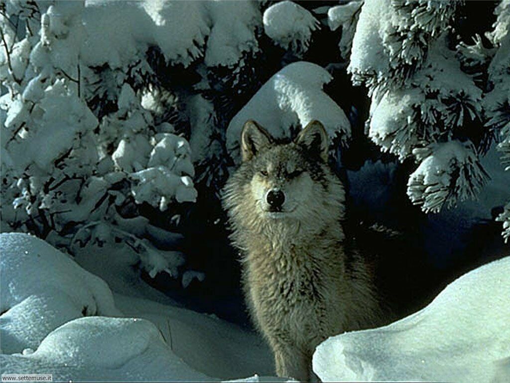 fondo de pantalla de lupo,lobo,fauna silvestre,canis lupus tundrarum,invierno,hocico