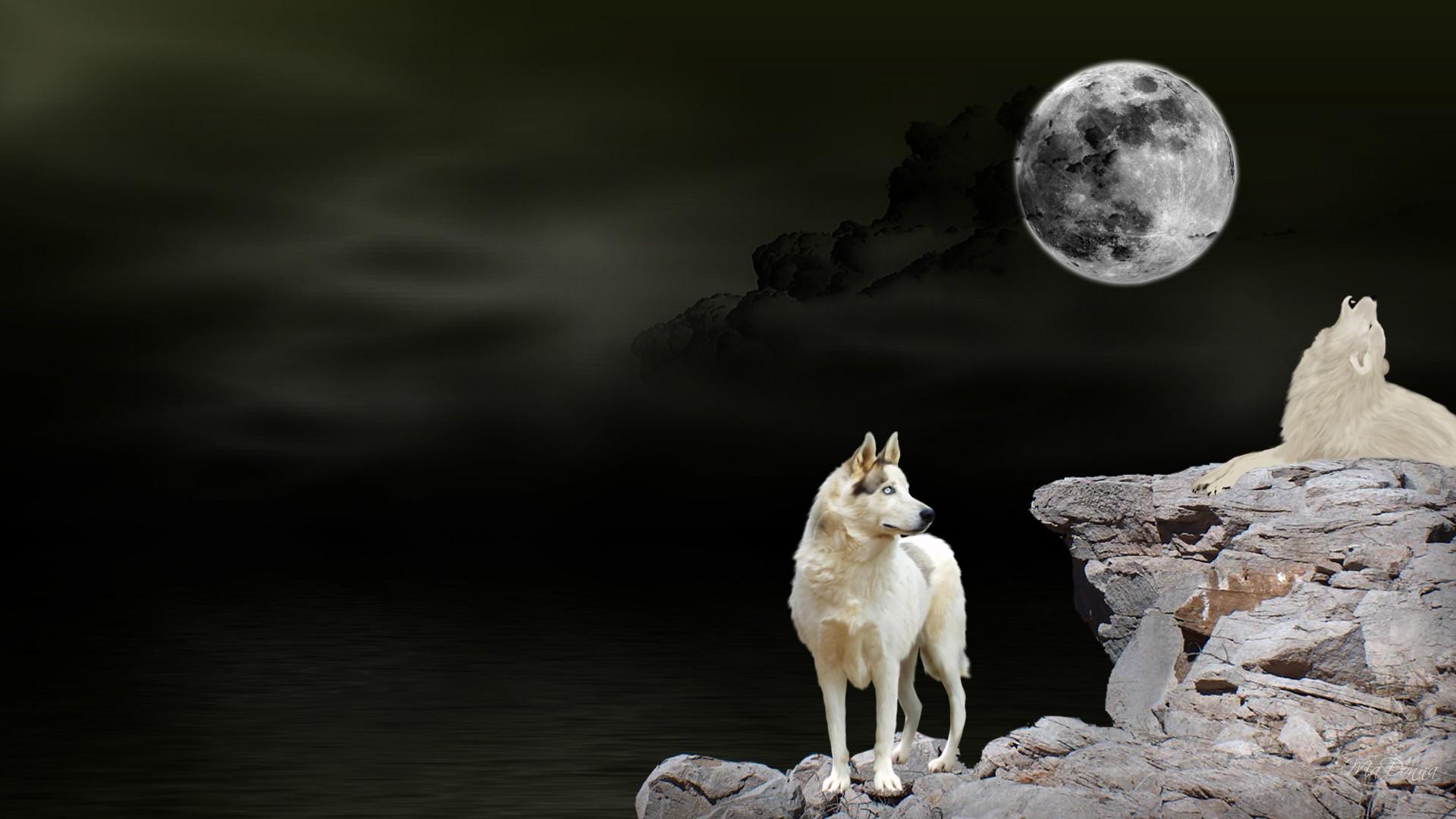 ルポ壁紙,月光,狼,野生動物,月,雰囲気