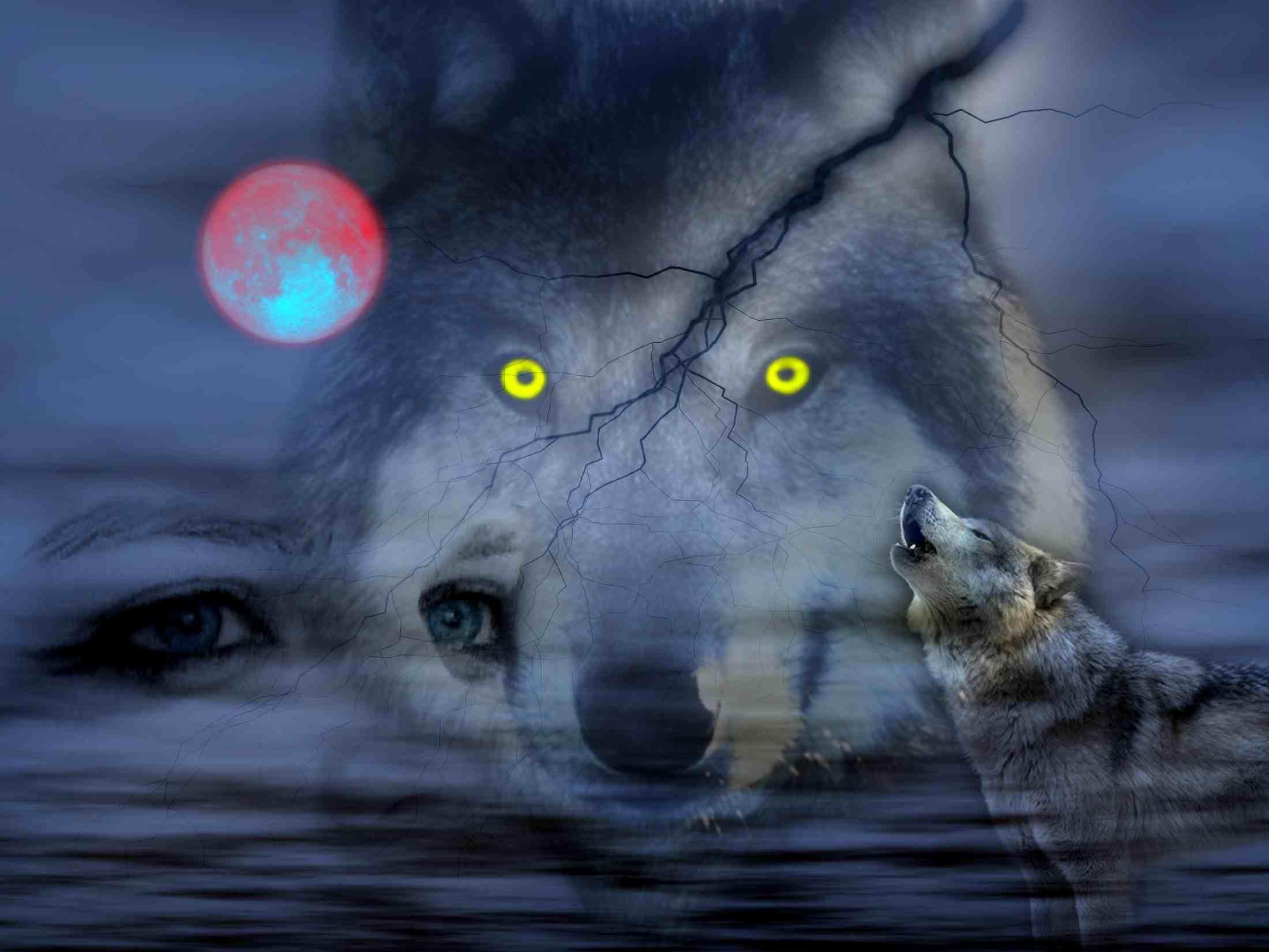 fondo de pantalla de lupo,lobo,canis lupus tundrarum,fauna silvestre,hocico,luz de la luna