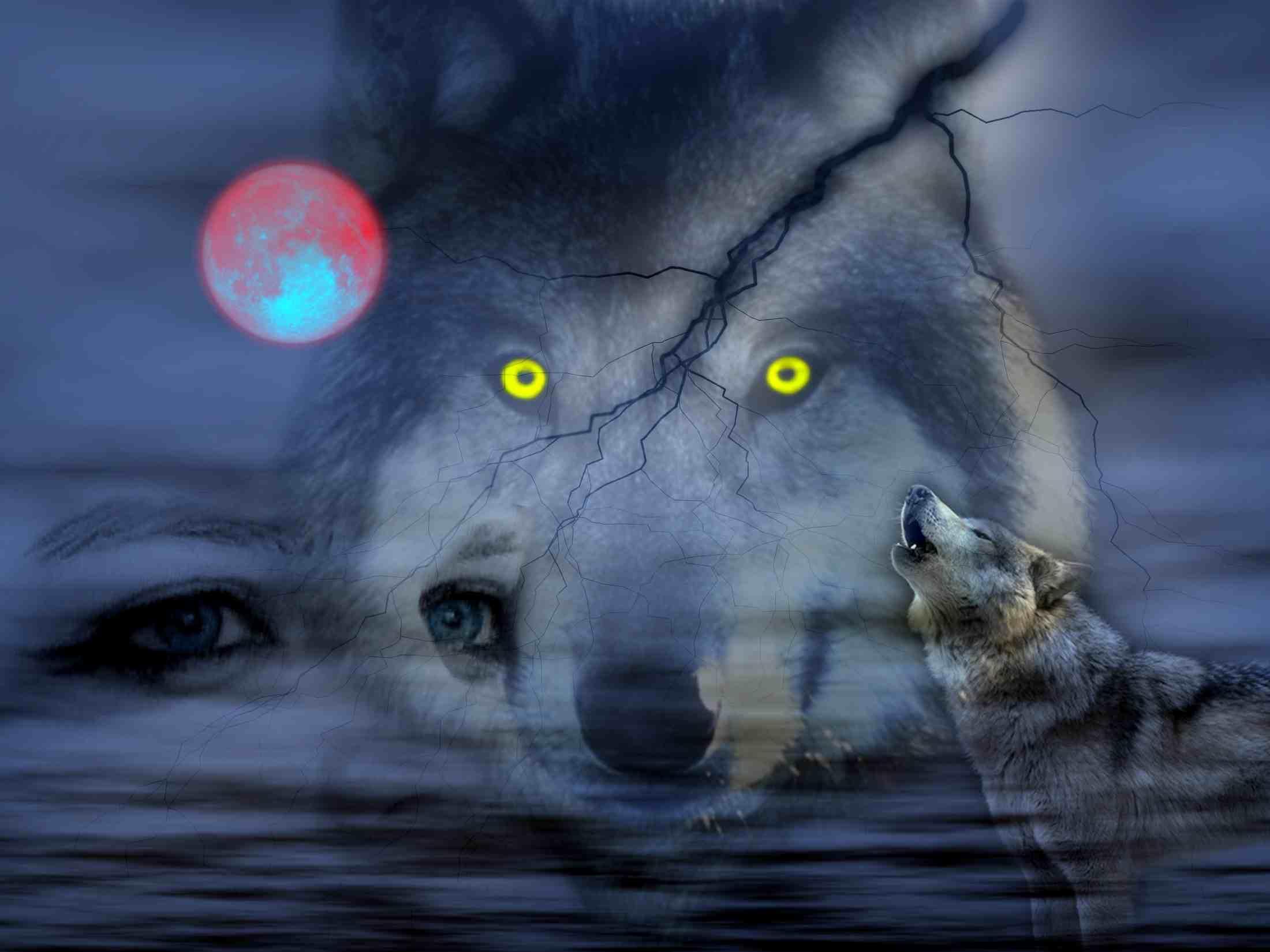 lupo tapete,wolf,canis lupus tundrarum,tierwelt,schnauze,mondlicht