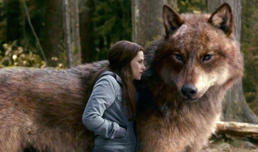 fondo de pantalla de lupo,lobo,fauna silvestre,kunming wolfdog,animal terrestre,lobo rojo