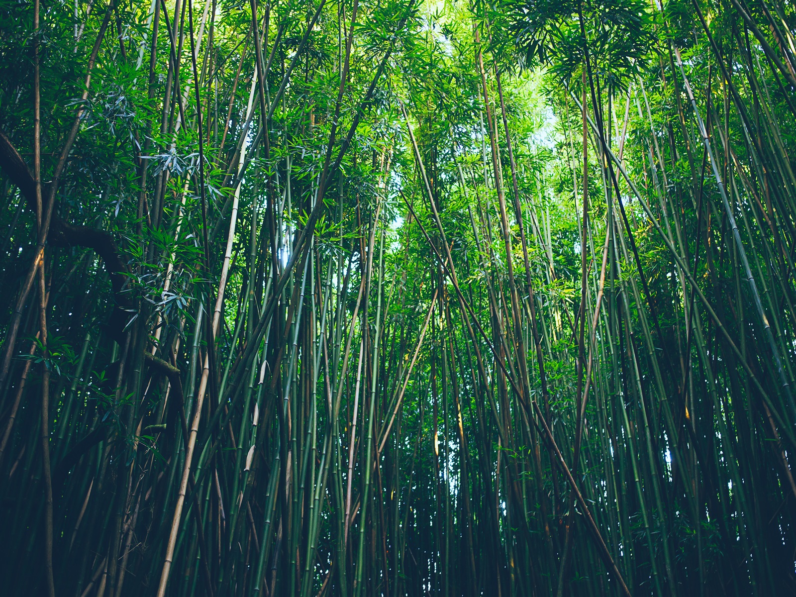 carta da parati natura 1600x1200,natura,foresta,albero,bambù,verde